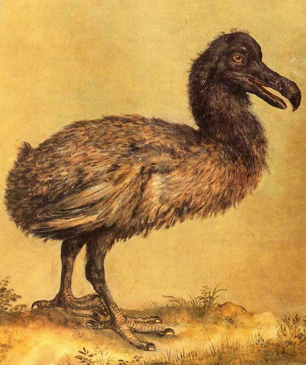 What really happened to the Dodo? | All About History